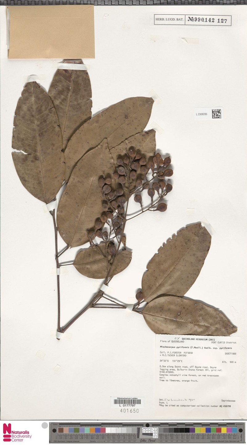 Mischocarpus pyriformis subsp. pyriformis