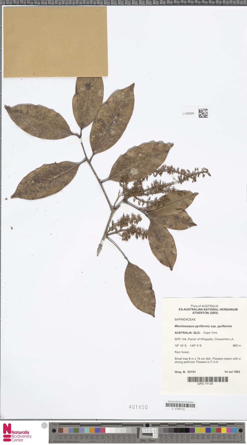 Mischocarpus pyriformis subsp. pyriformis photo 2