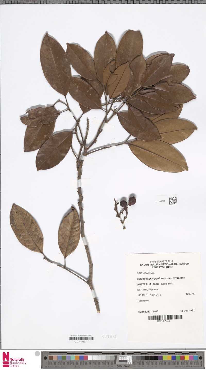 Mischocarpus pyriformis subsp. pyriformis photo 3