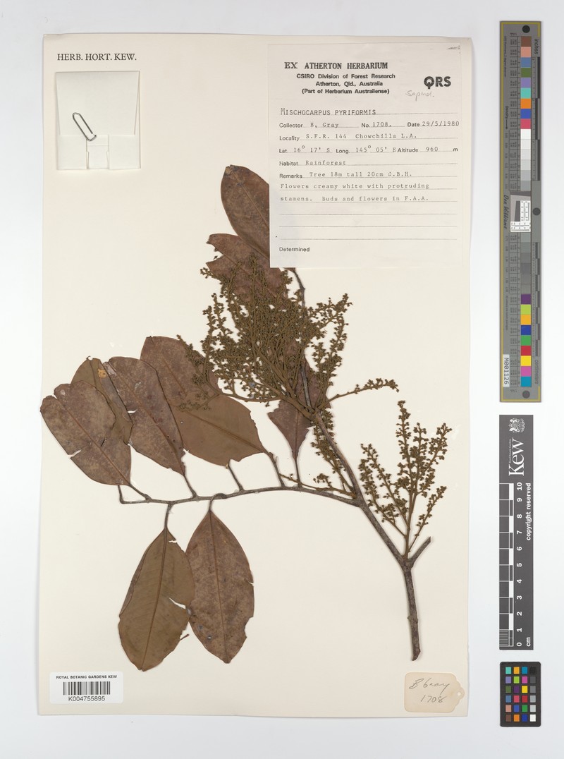 Mischocarpus pyriformis subsp. pyriformis photo 4