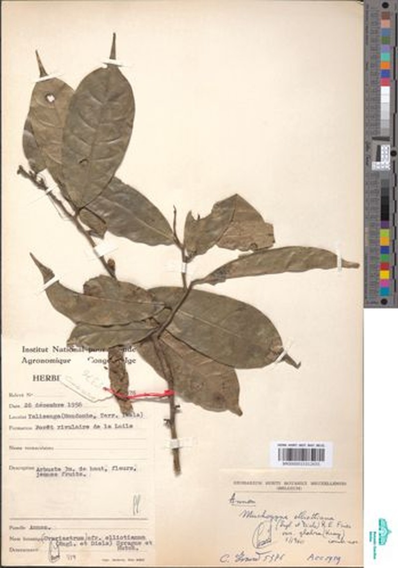 Mischogyne congensis photo 2