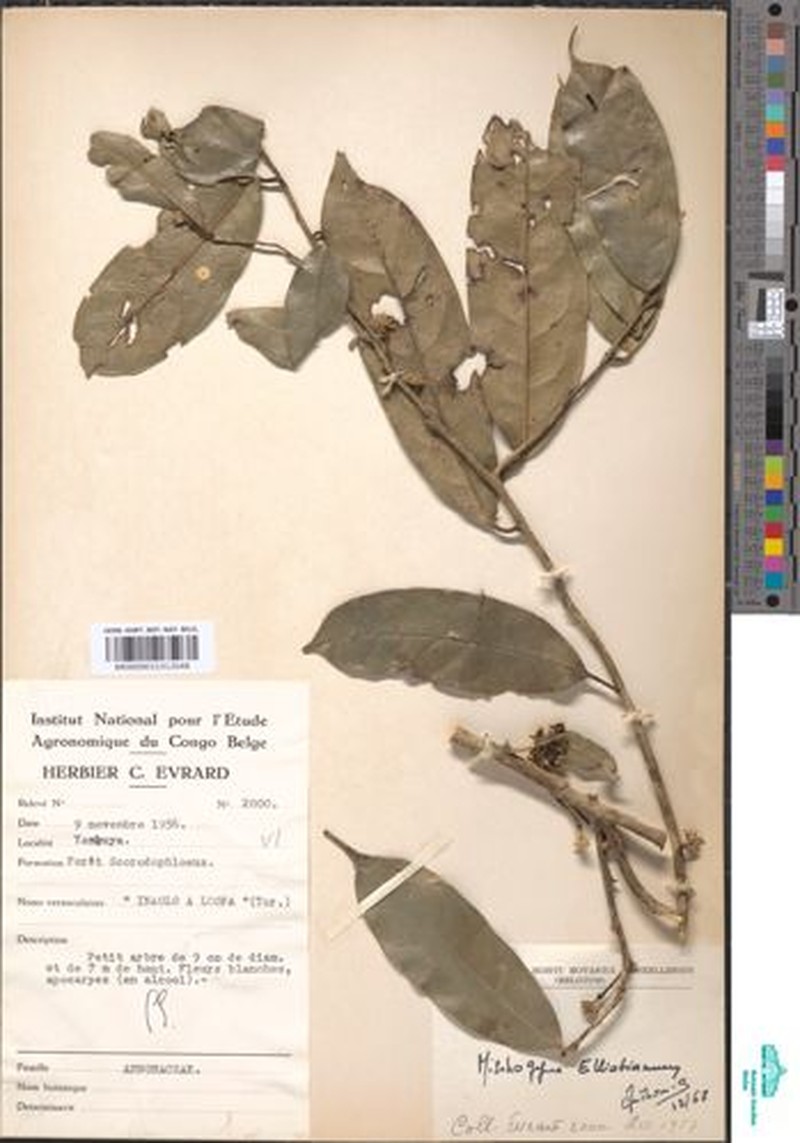 Mischogyne congensis photo 3