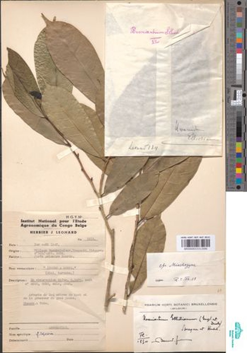 Mischogyne congensis photo 4