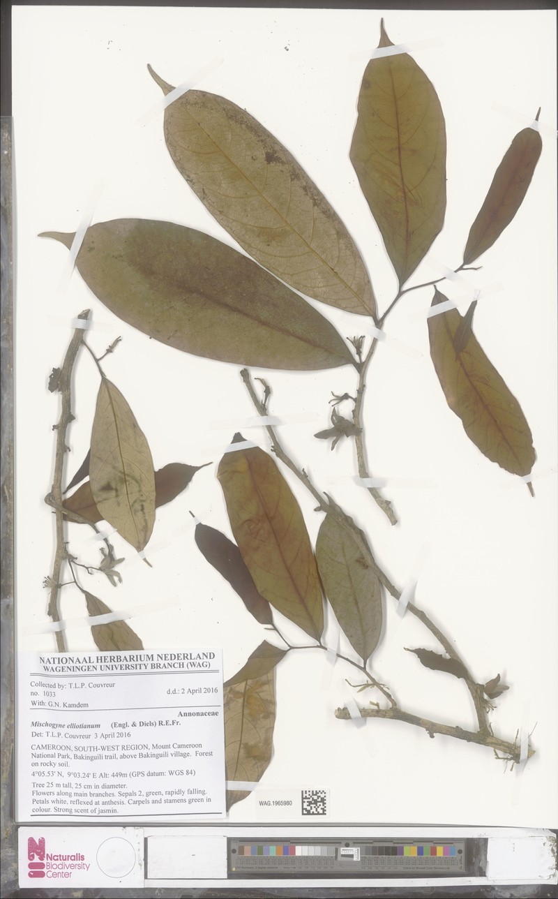 Mischogyne gabonensis