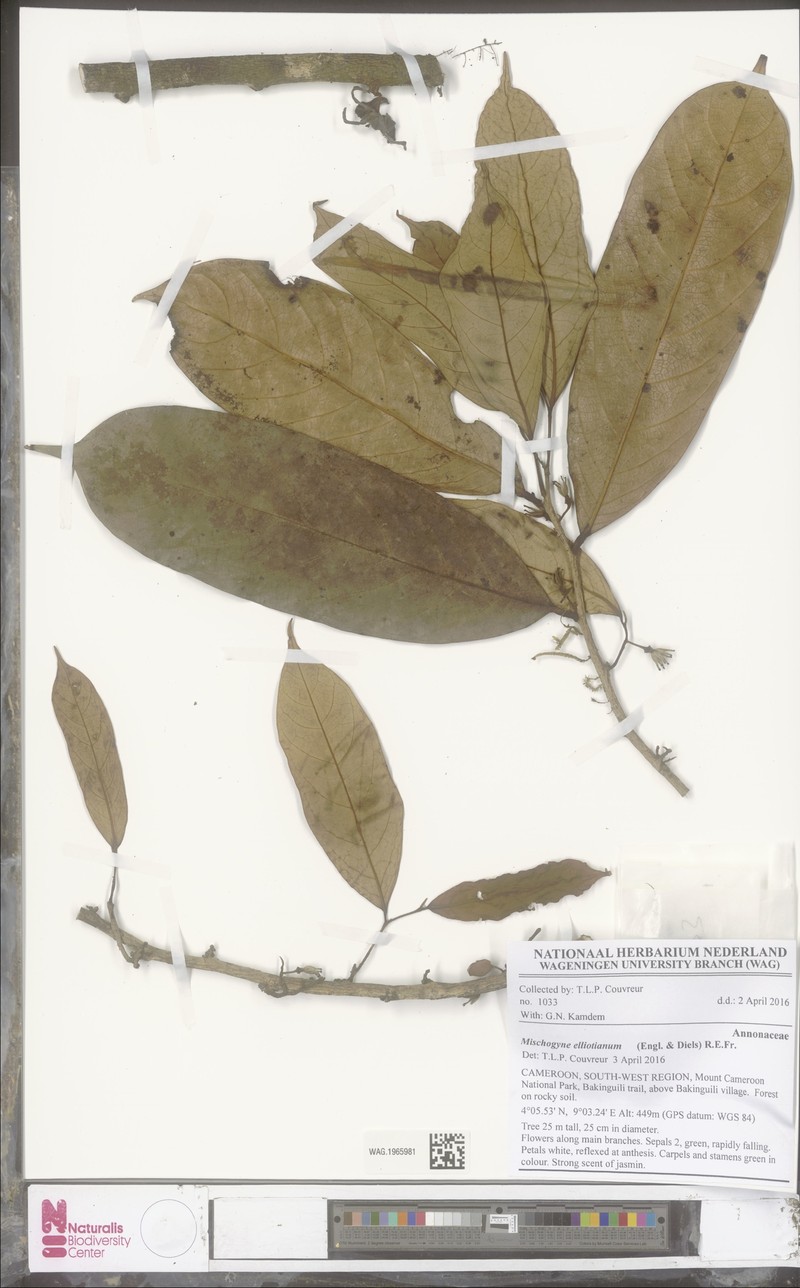 Mischogyne gabonensis photo 2