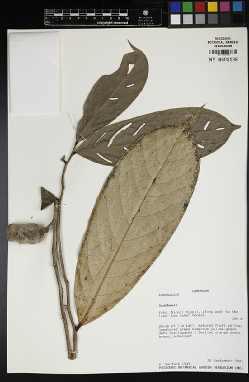 Mischogyne gabonensis photo 3