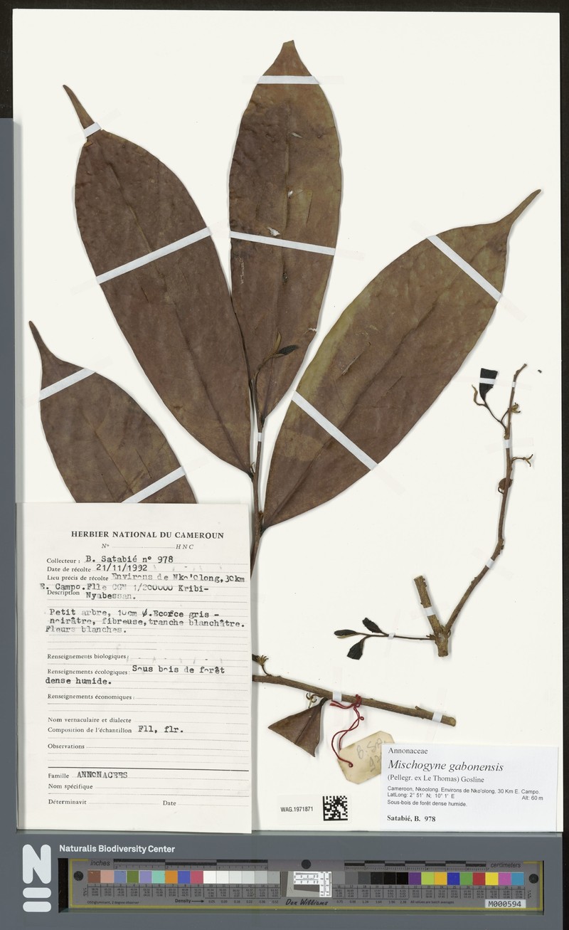 Mischogyne gabonensis photo 4