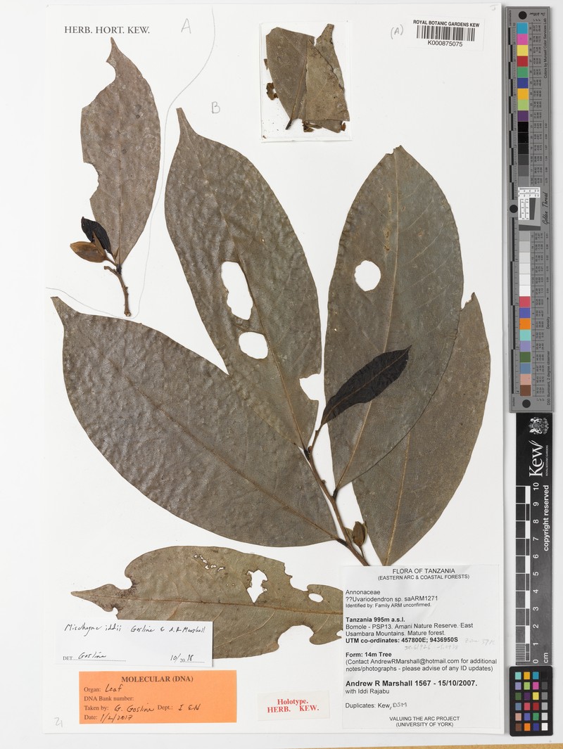 Mischogyne iddii