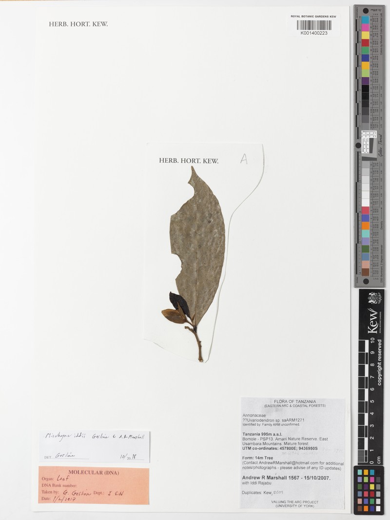 Mischogyne iddii photo 2