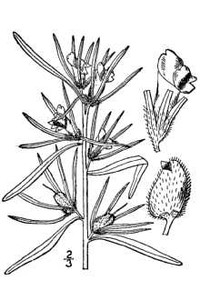 Linearleaf Snapdragon