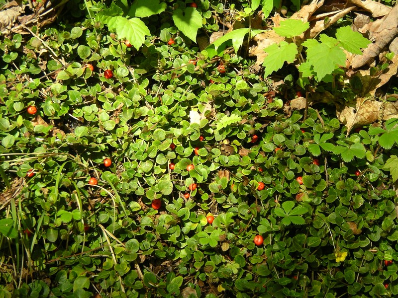 Partridgeberry photo 4
