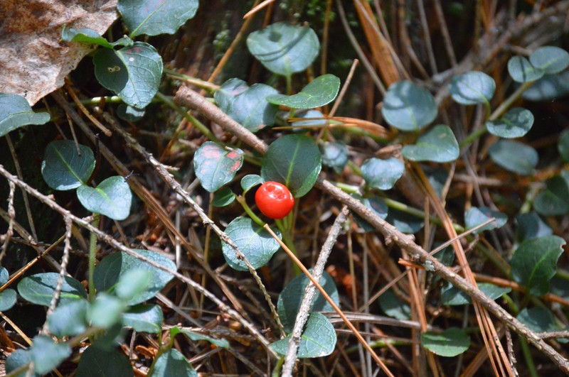 Partridgeberry