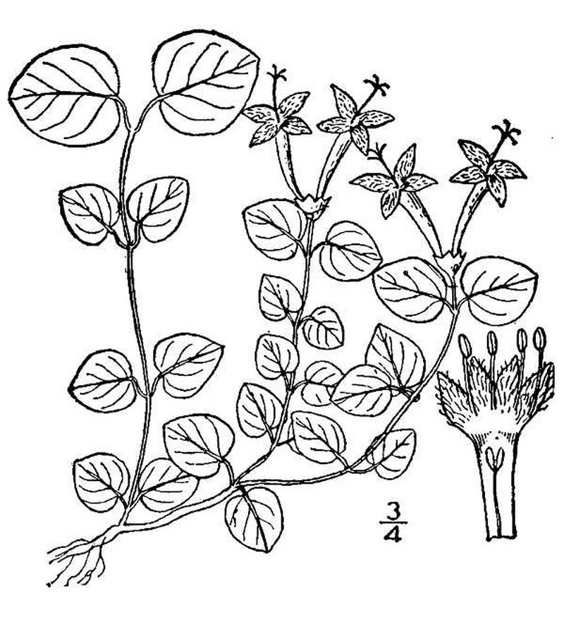Partridgeberry photo 3