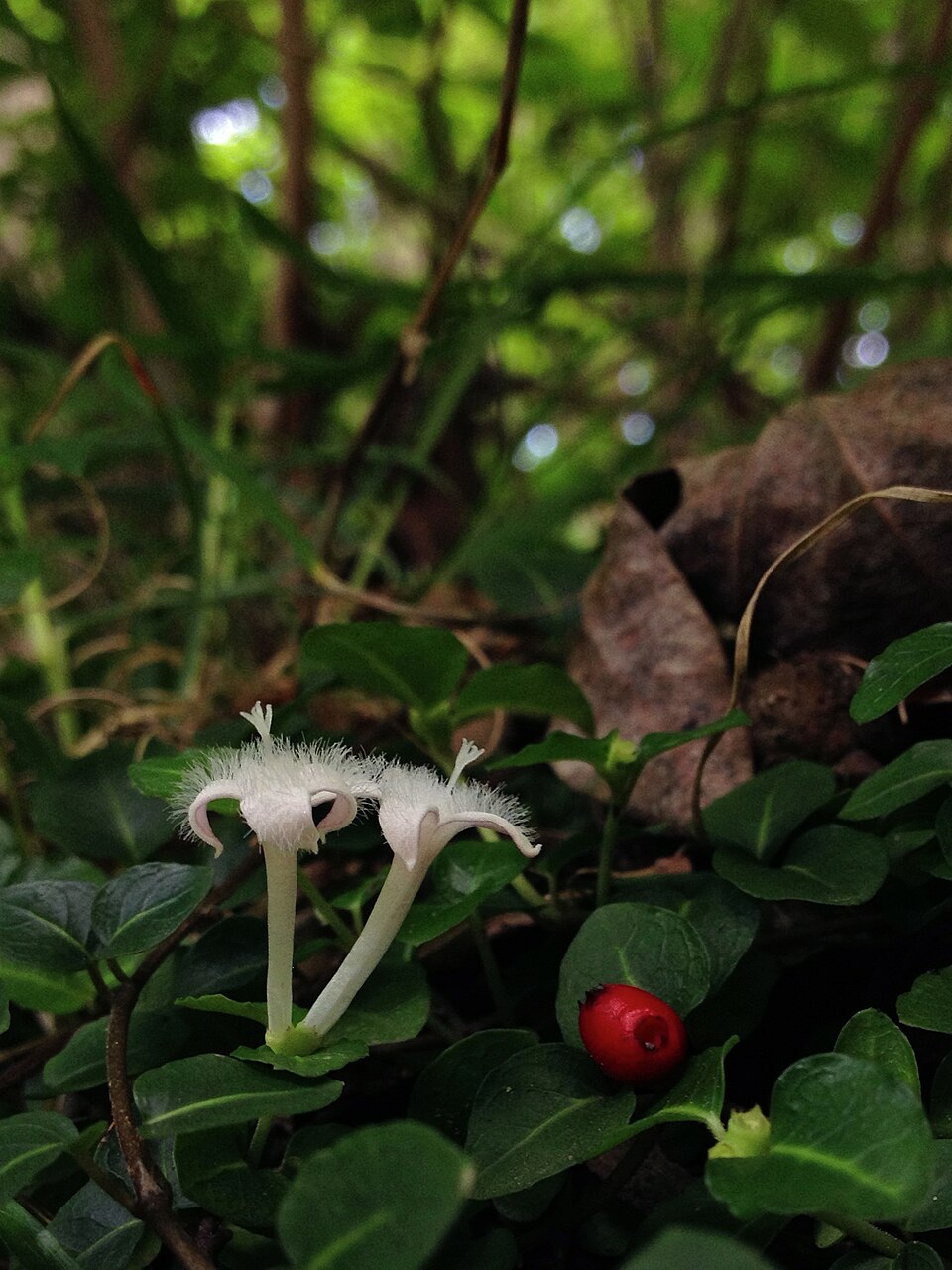 Partridgeberry photo 5