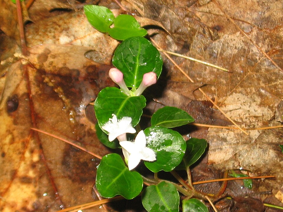 Partridgeberry photo 6