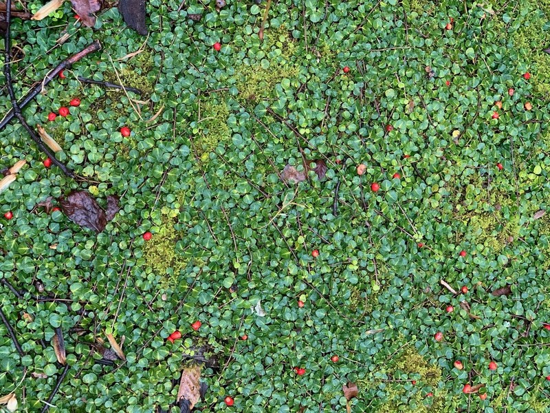 Partridgeberry photo 6