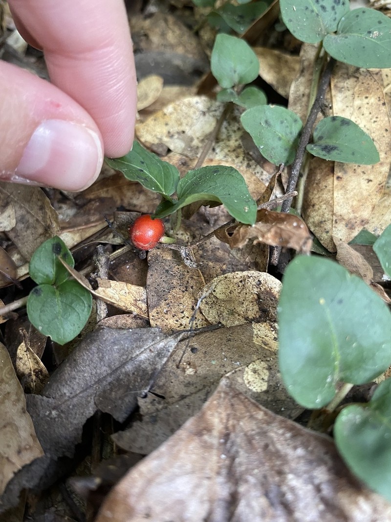 Partridgeberry photo 7
