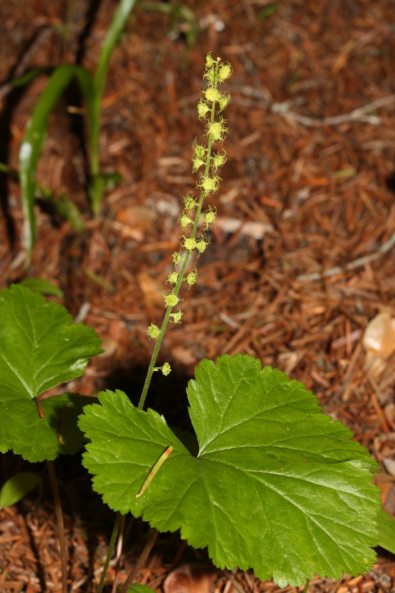 Brewer's Miterwort
