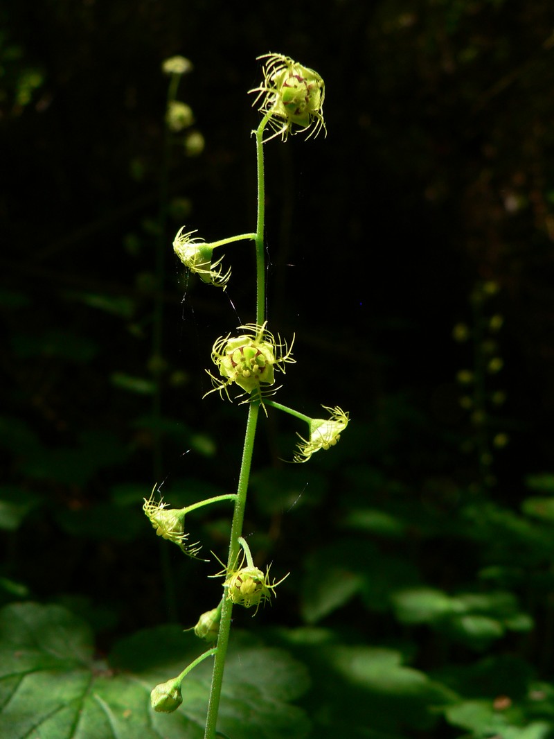 Slightstemmed Miterwort