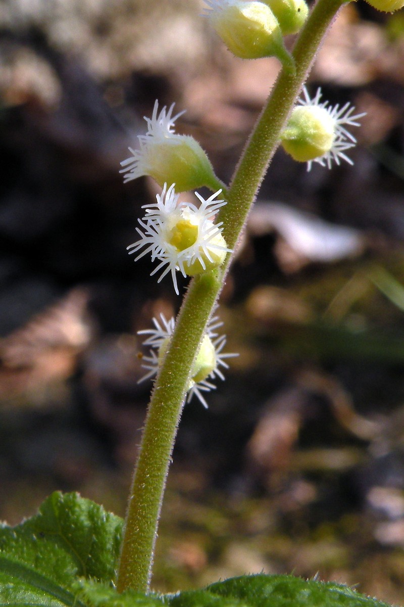 Twoleaf Miterwort