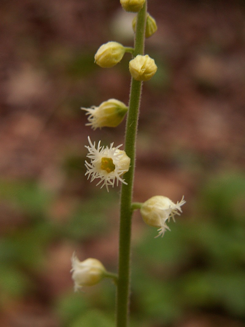 Twoleaf Miterwort photo 2