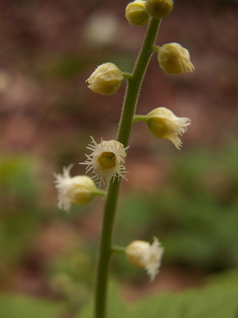 Twoleaf Miterwort photo 3