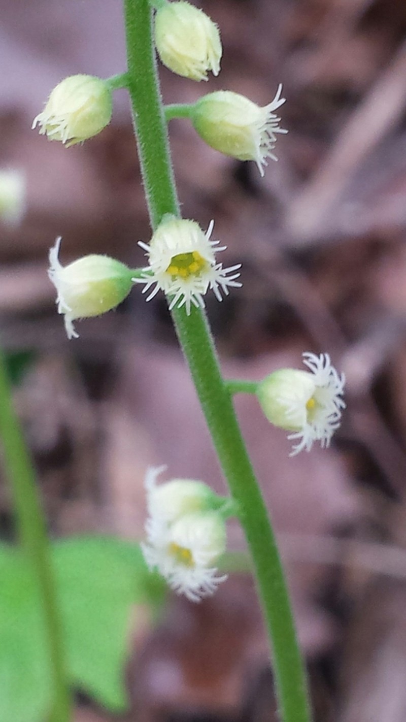 Twoleaf Miterwort