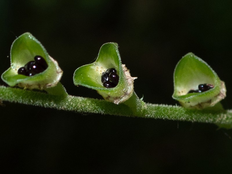 Twoleaf Miterwort photo 2