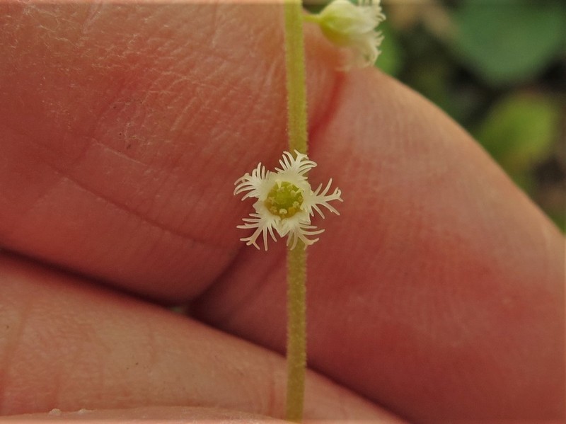 Twoleaf Miterwort photo 3