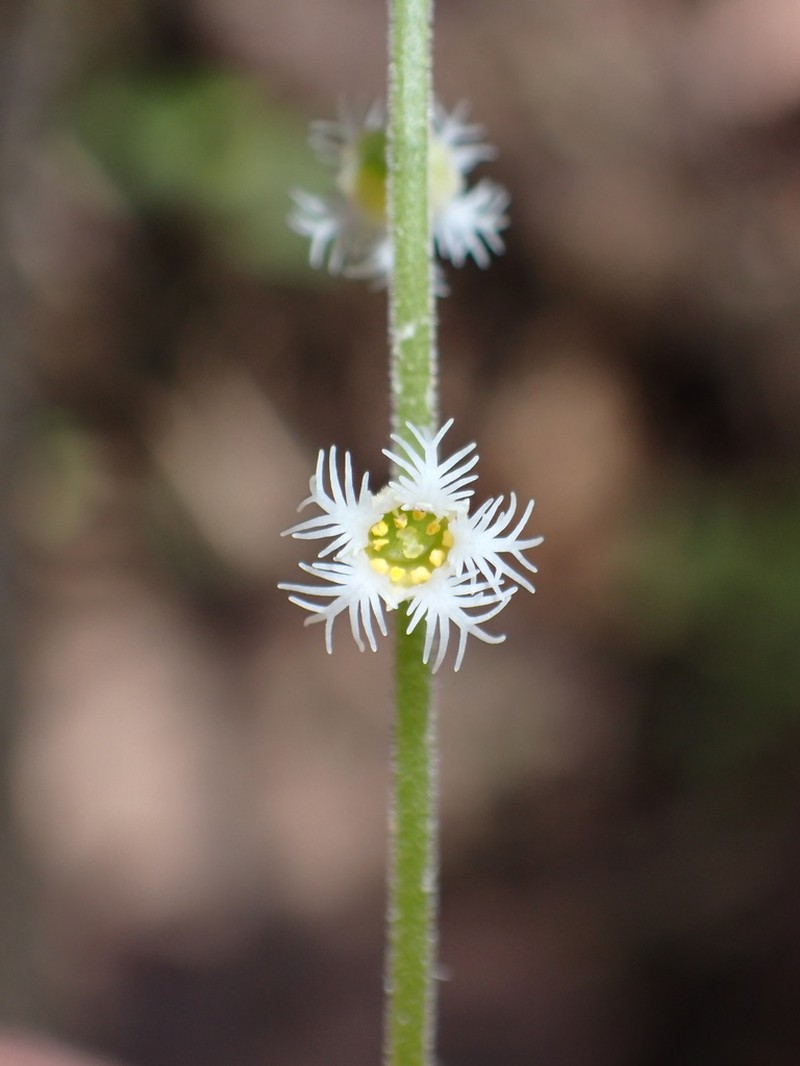 Twoleaf Miterwort photo 4