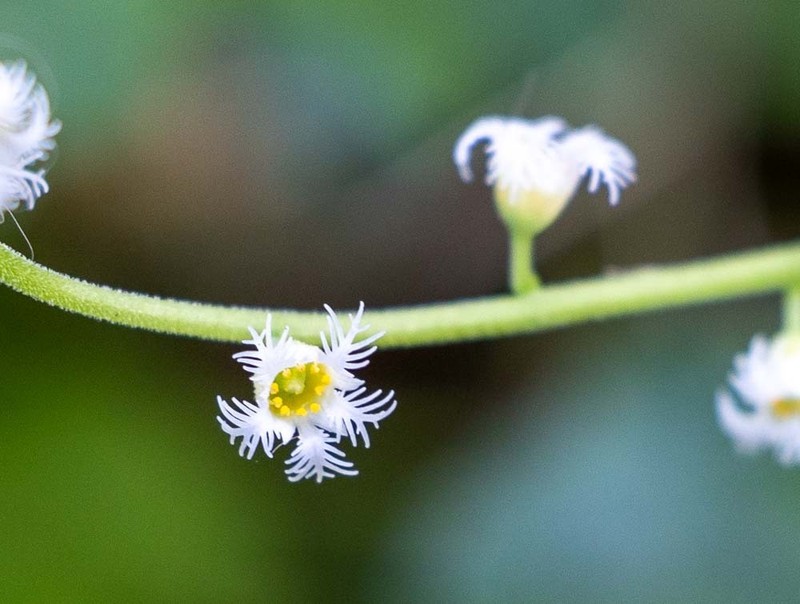 Twoleaf Miterwort photo 5