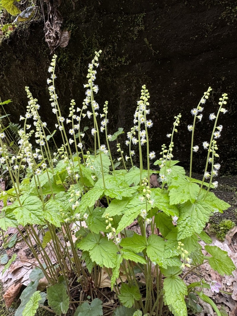 Twoleaf Miterwort photo 6