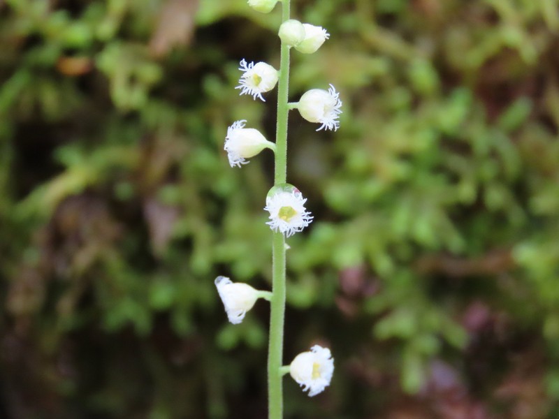 Twoleaf Miterwort photo 7