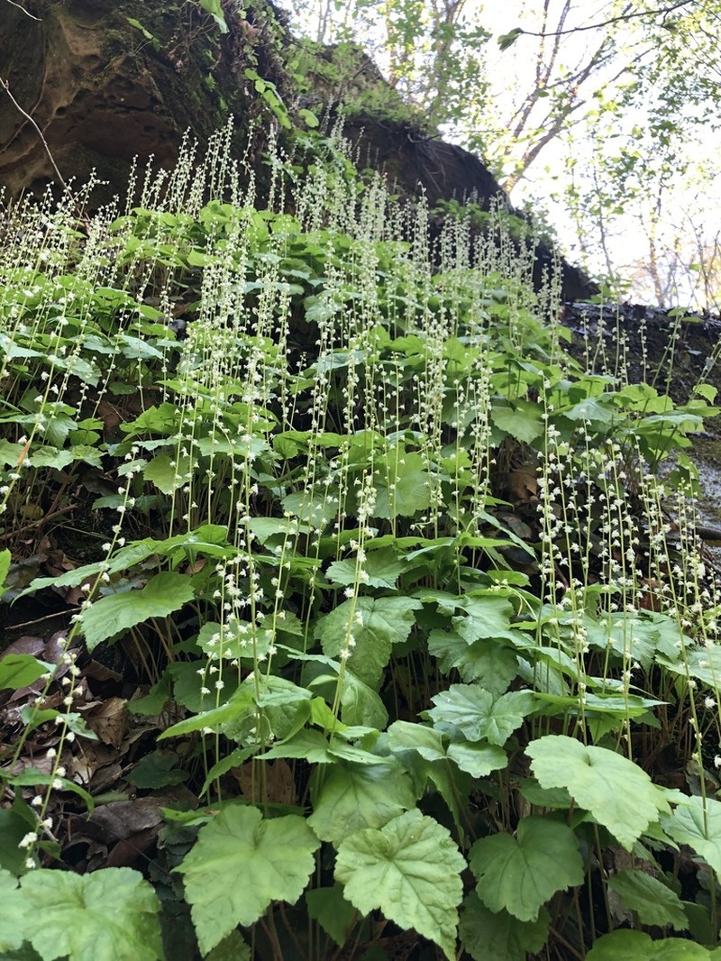 Twoleaf Miterwort photo 8