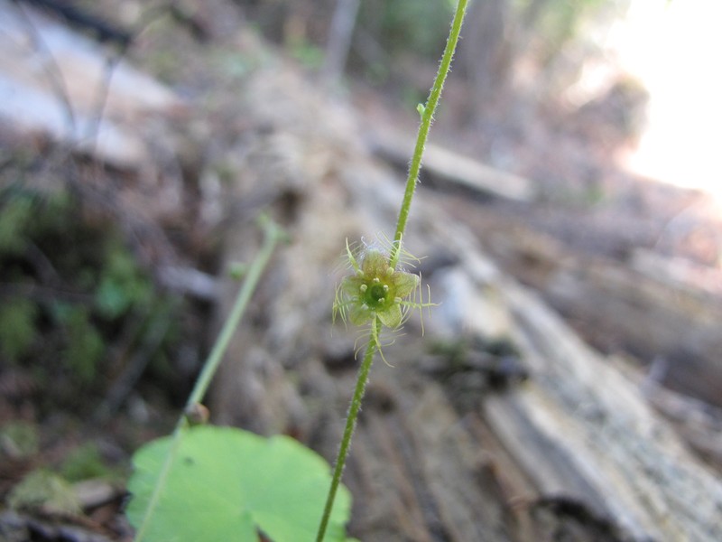 Naked Miterwort