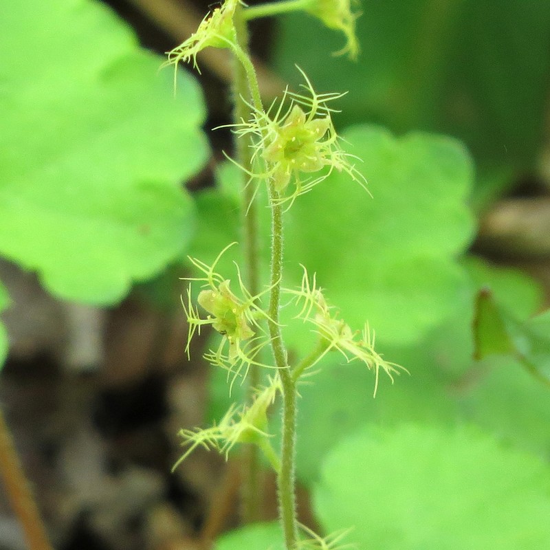 Creeping Bishop's Cap photo 2