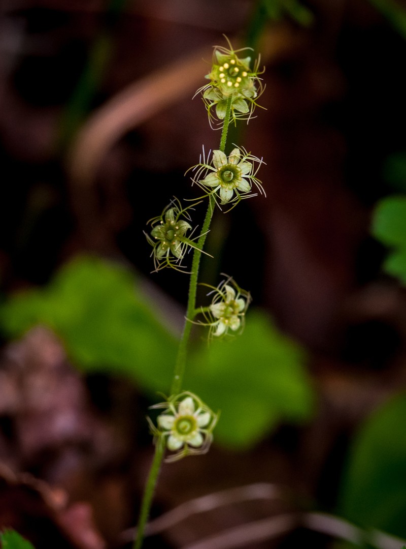 Creeping Bishop's Cap photo 5