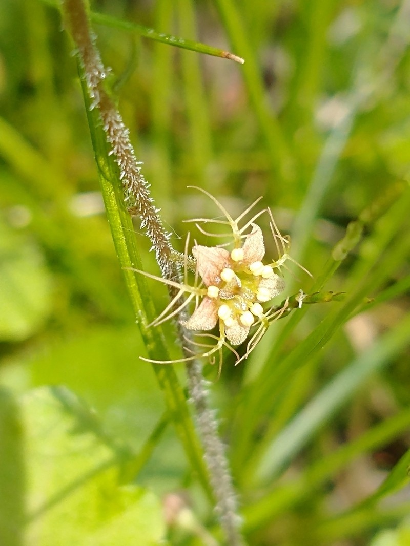 Naked Miterwort photo 3