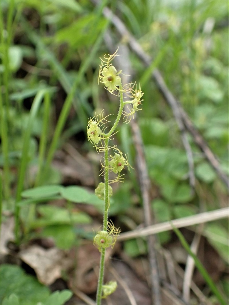 Naked Miterwort photo 4