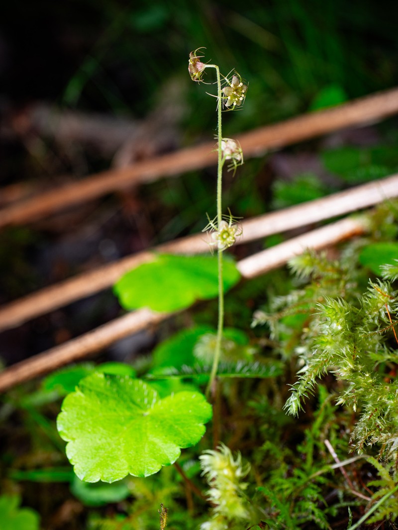 Naked Miterwort photo 6