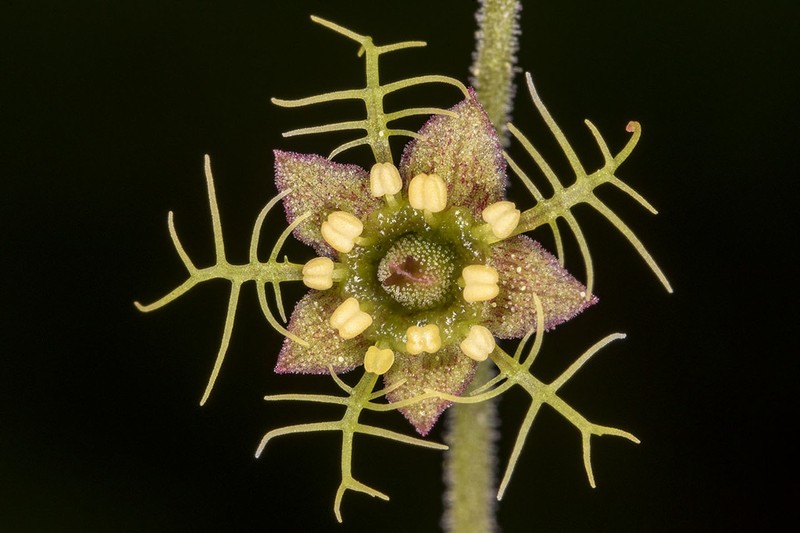 Naked Miterwort photo 7