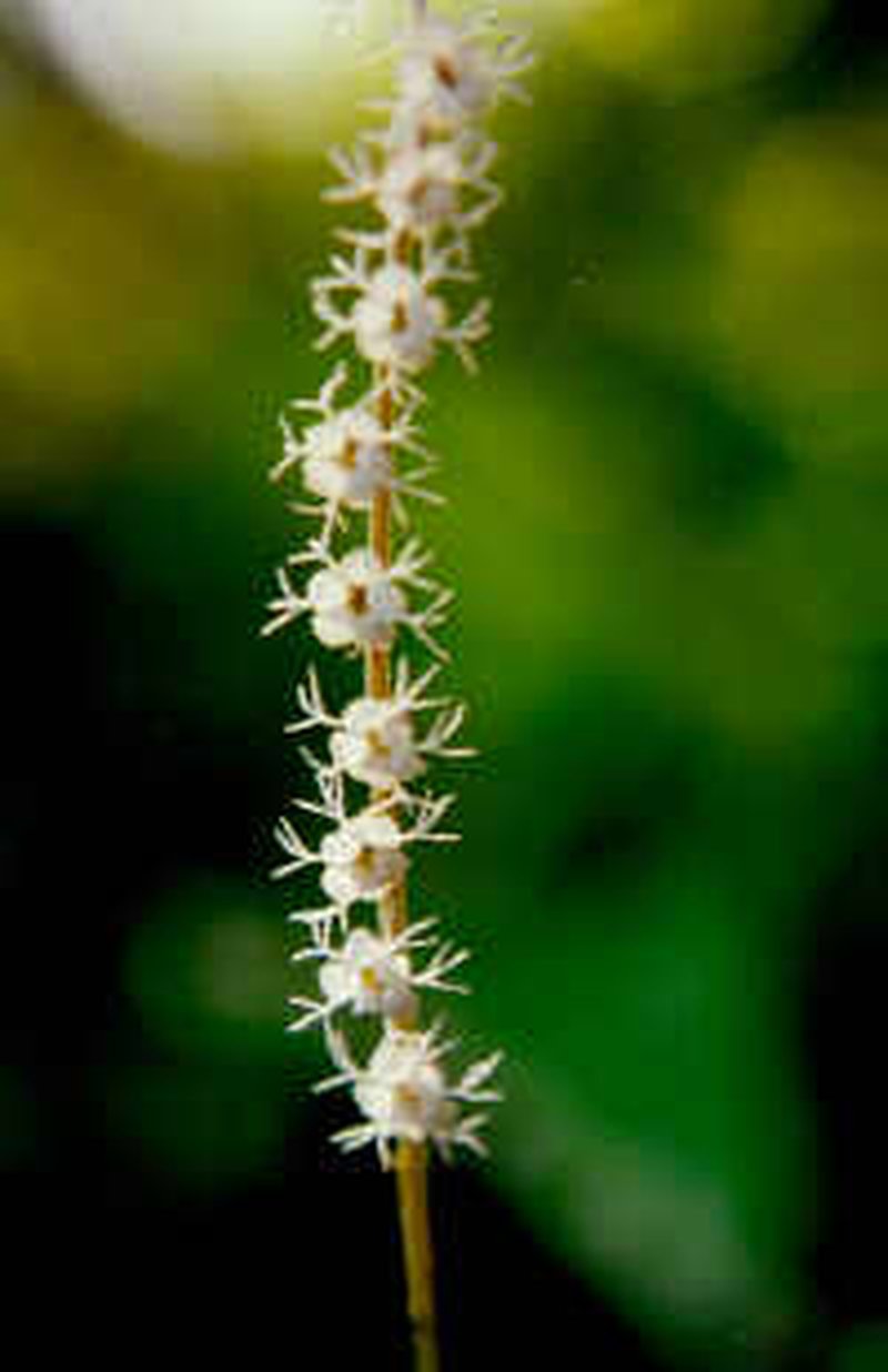 Smallflower Miterwort