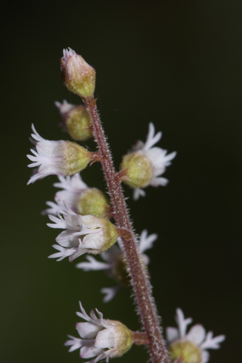 Threeparted Miterwort photo 2