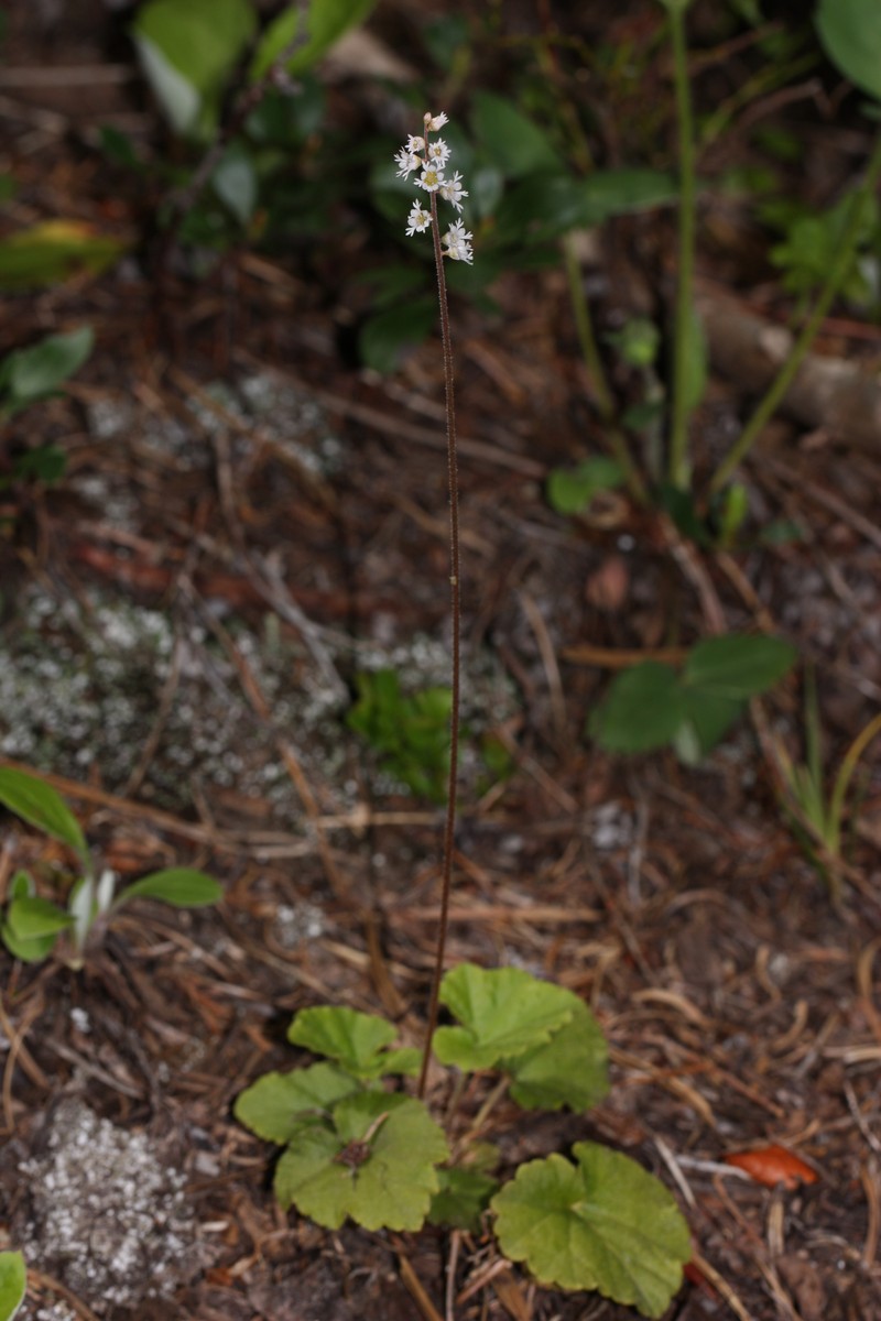 Threeparted Miterwort