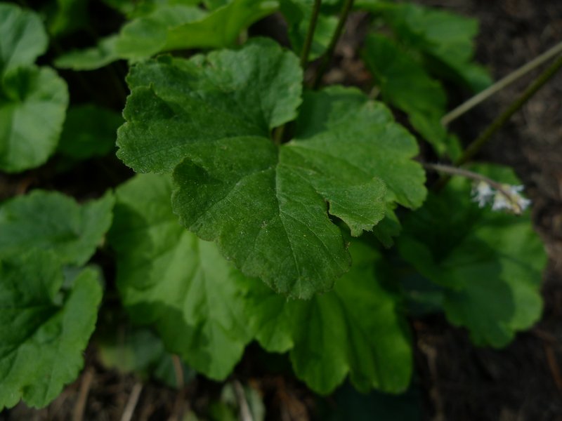 Threeparted Miterwort photo 3