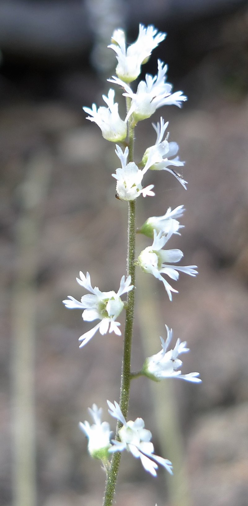 Threeparted Miterwort photo 4
