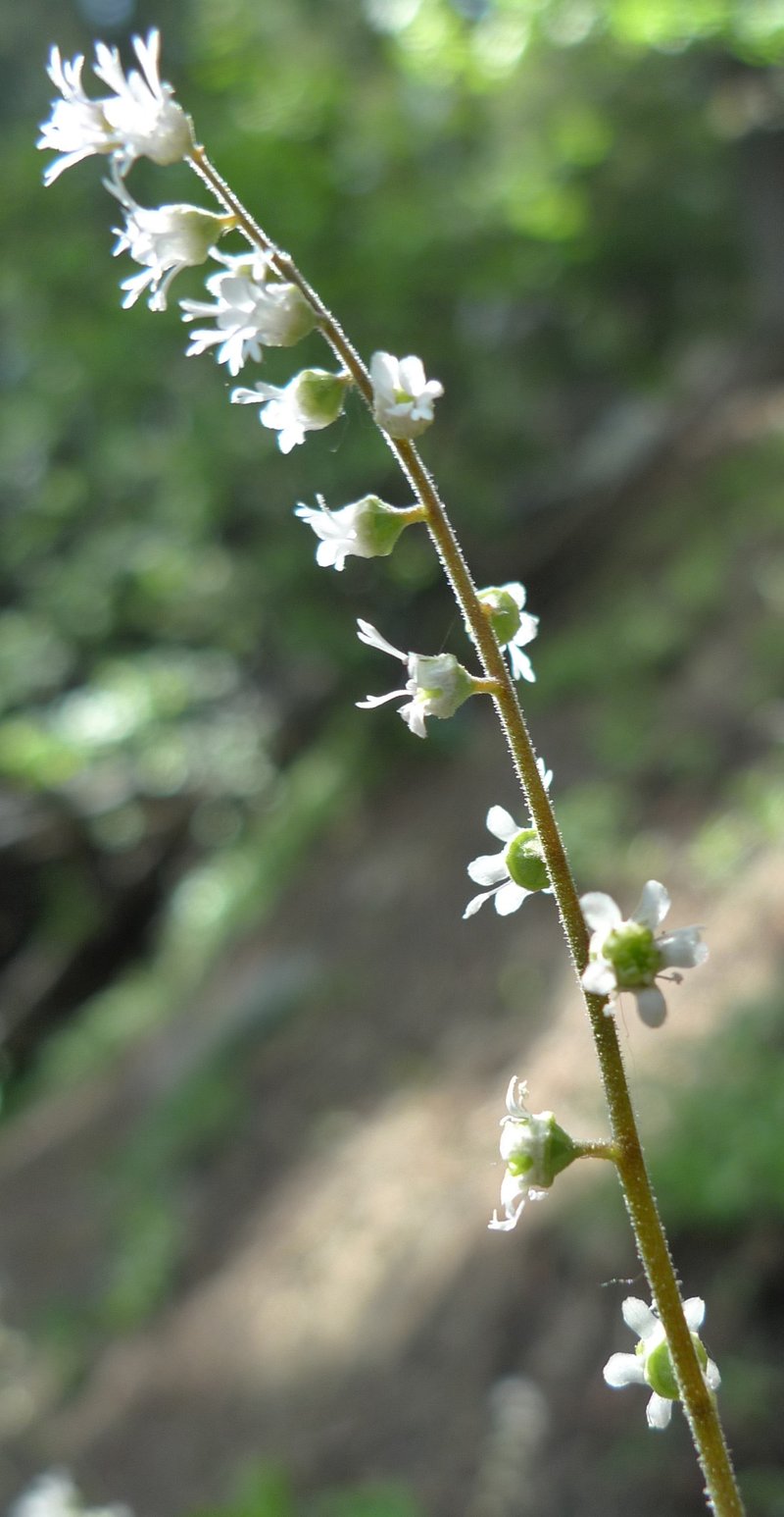 Threeparted Miterwort photo 5