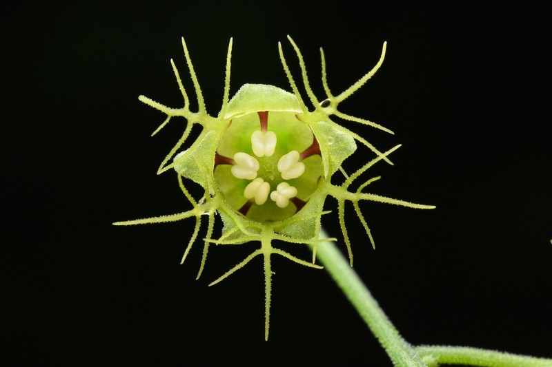 Slightstemmed Miterwort