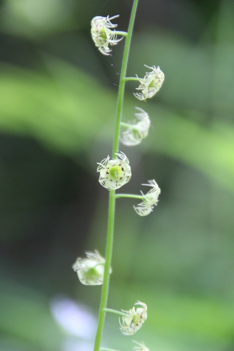 Slightstemmed Miterwort photo 2