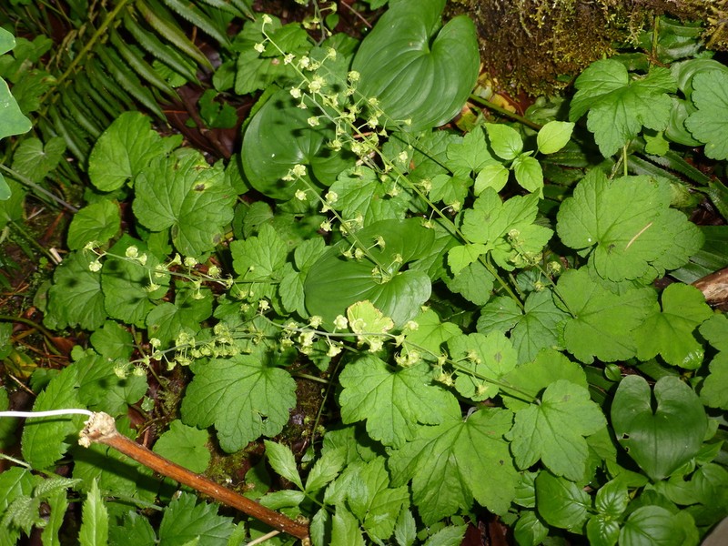 Slightstemmed Miterwort photo 3